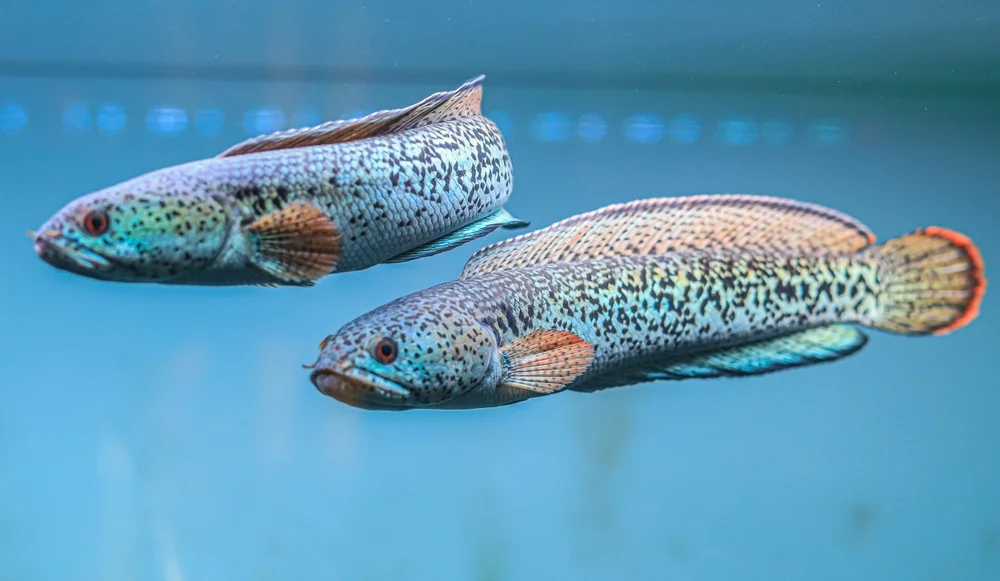 Schlangenkopffische (Channidae)