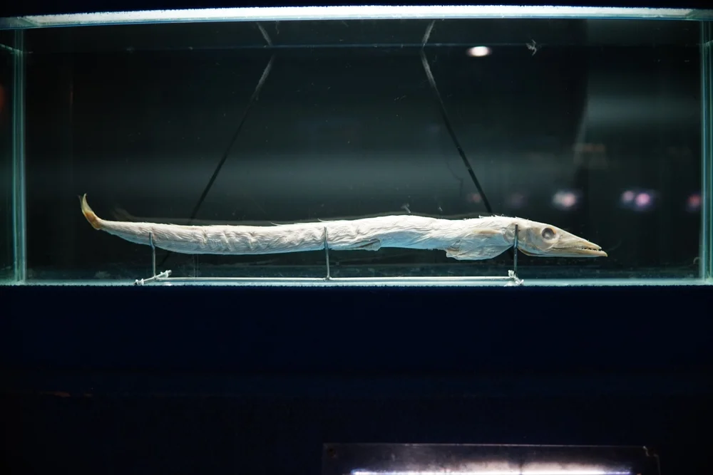 Schlangenmakrele (Gempylus serpens)