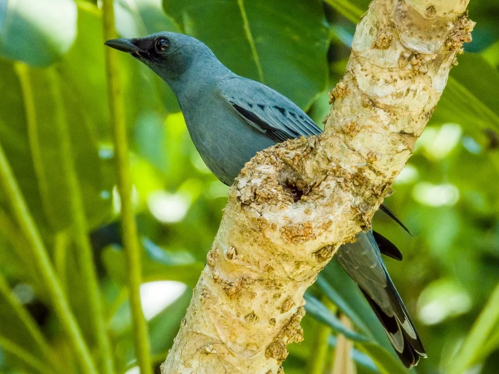 Schlank Schnabel-Raupenfänger (Coracina tenuirostris)