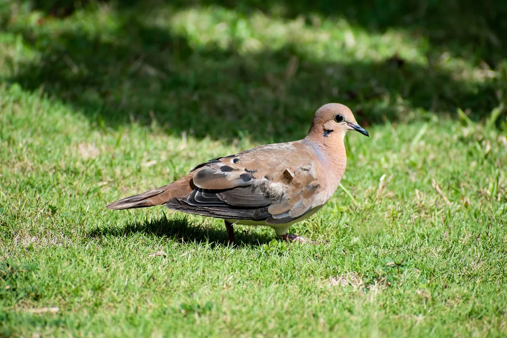 Schlankbein-Zwergtyrann (Zenaida galapagoensis)