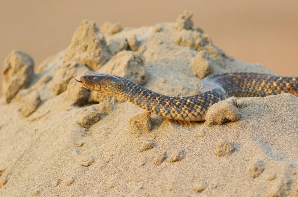 Schlankchnabel-Baumläufer (Xenochrophis piscator)