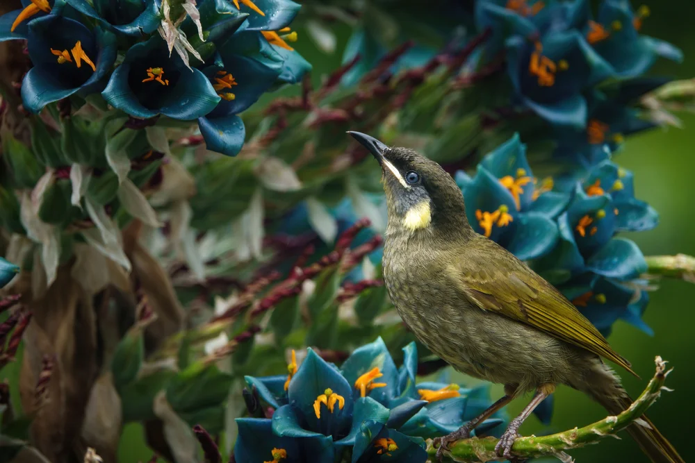 Schlanker Honigfresser (Meliphaga gracilis)