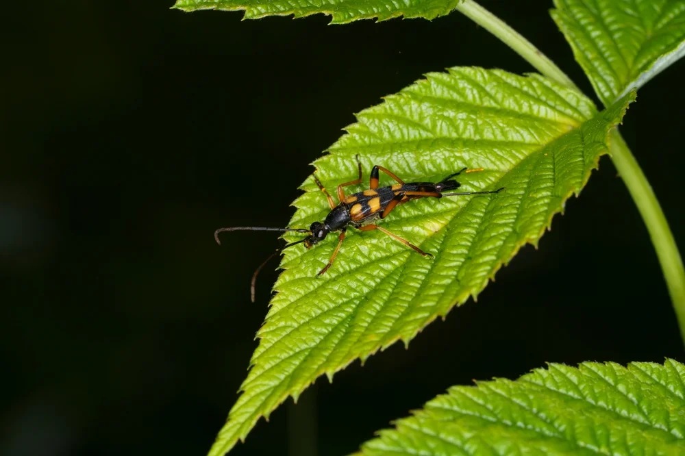Schlanker Schmalbock