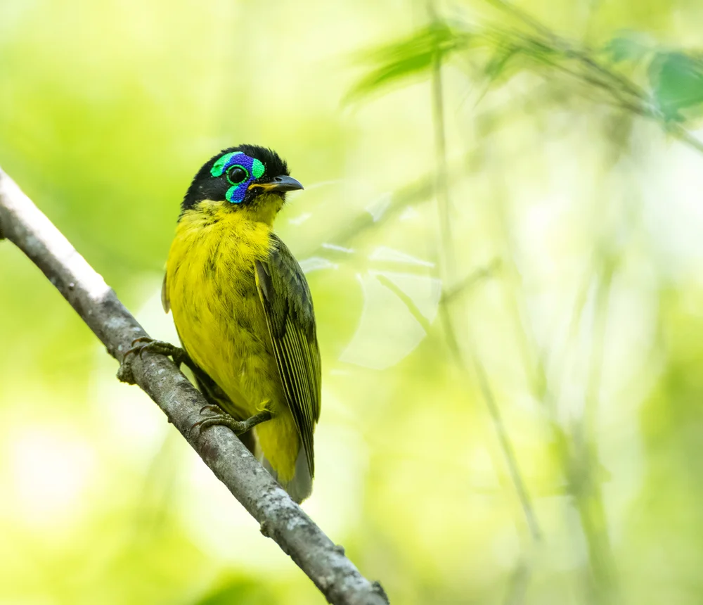 Schlegel-Grundschnepfe (Philepitta schlegeli)