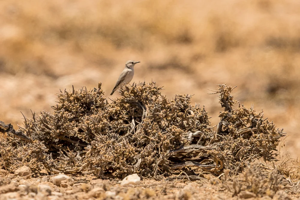 Schlegel-Steinschmätzer (Cercomela schlegelii)