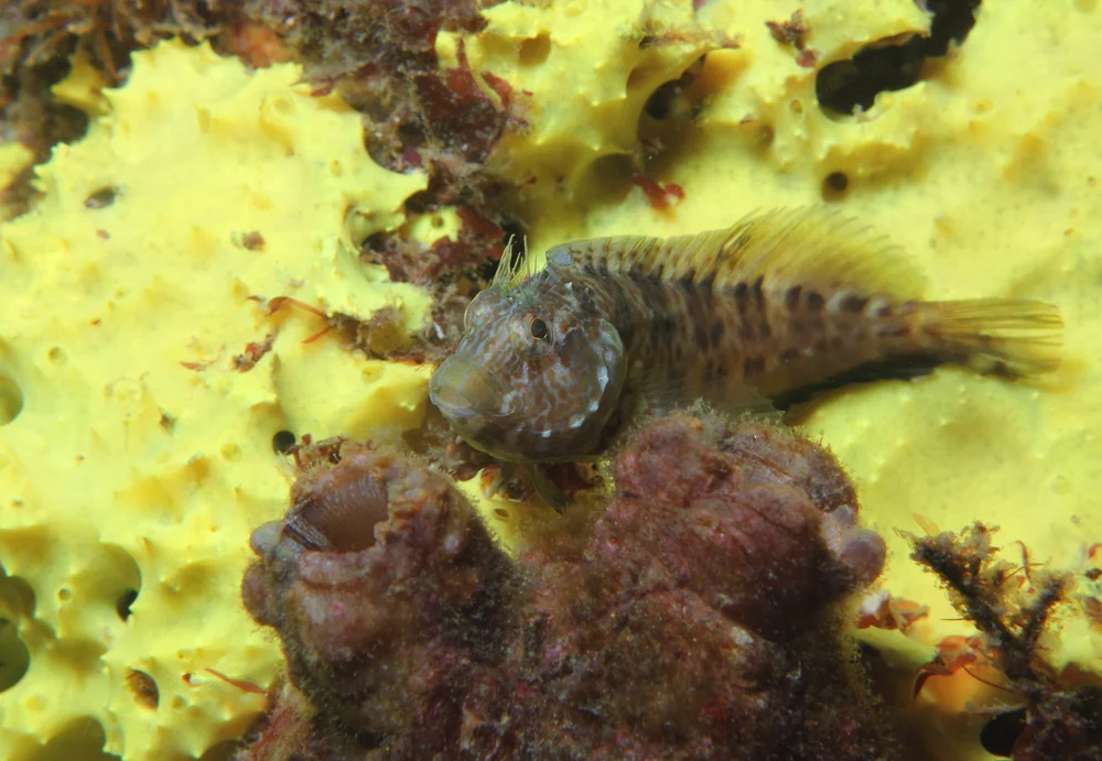 Schleimfischartige (Blennioidei)