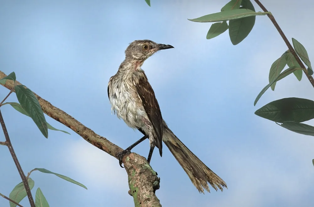 Schlichtlärmbrähe (Philemon inomatus)