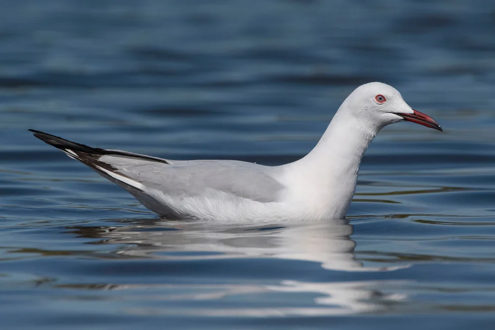 Schlichtmöwe (Chroicocephalus genei)