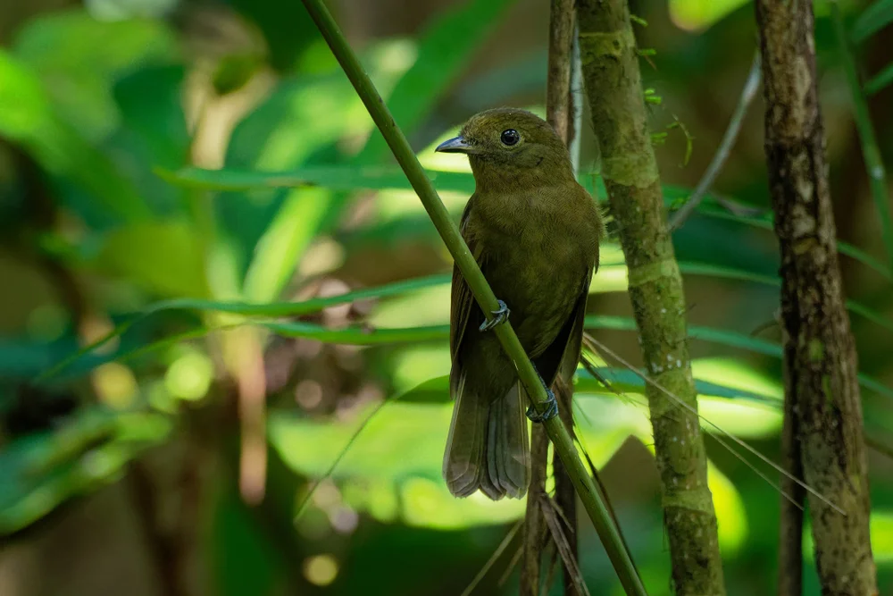 Schmalchnabel-Faulvogel (Schiffornis veraepacis)