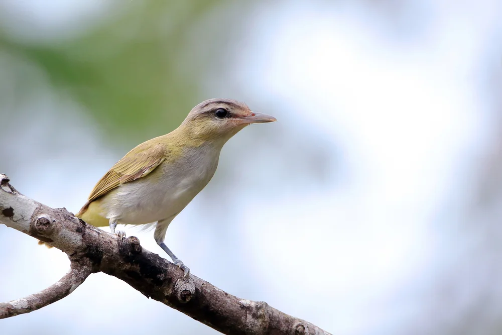 Schmalchnabel-Waldsänger (Vireo bairdi)