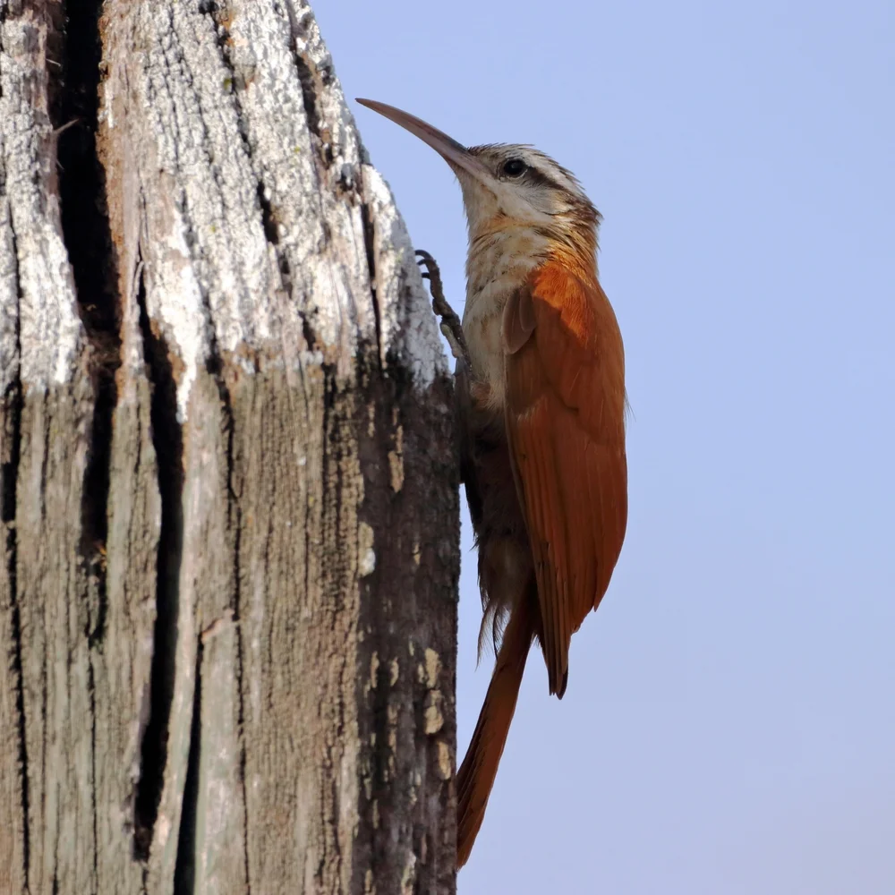 Schmalchnäbeliger Baumschlüpfer (Lepidocolaptes angustirostris)