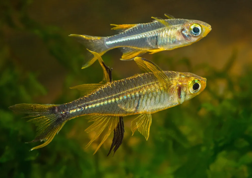 Schmalsalmler (Telmatherinidae)