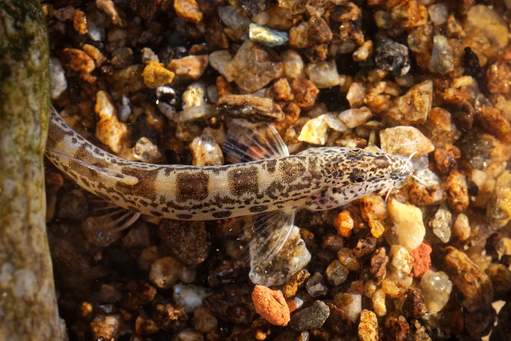 Schmerle (Sabanejewia)