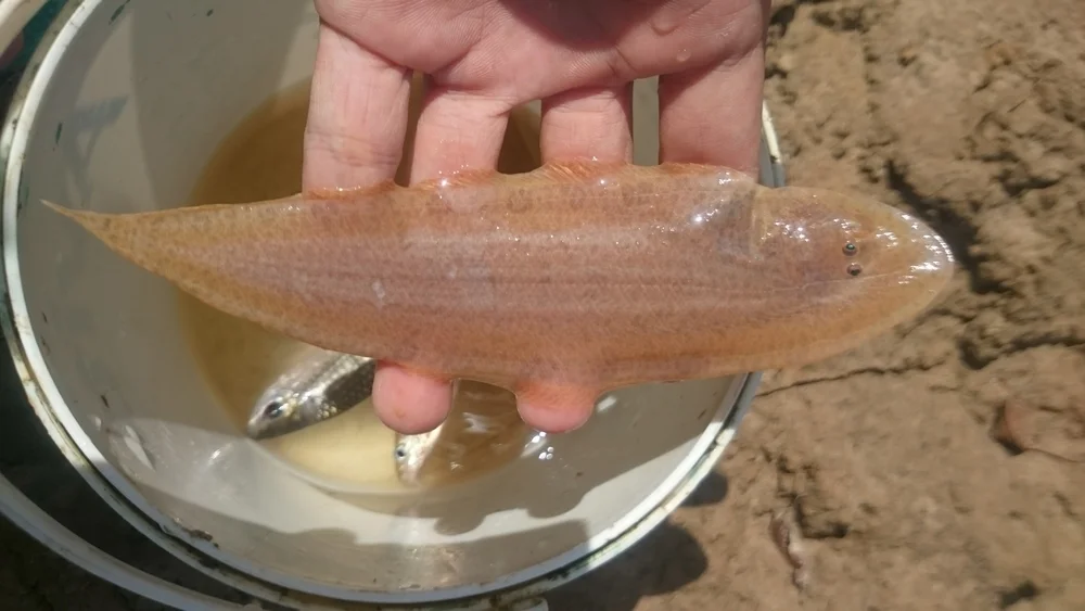 Schmerlenartige (Cobitoidea)