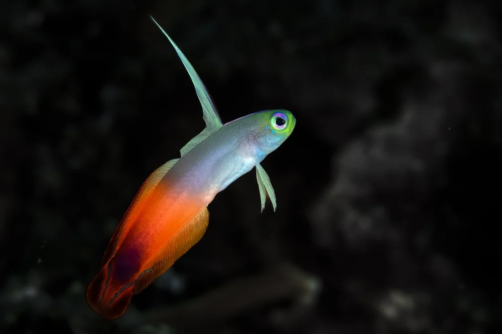 Schmetterlingsfische (Ptereleotrinae)