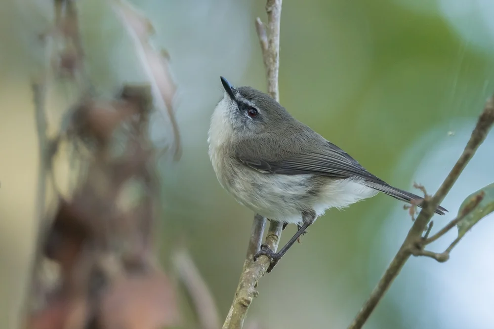 Schmuckloser Schnäpper (Gerygone inornata)