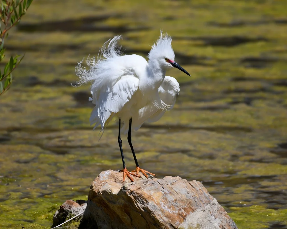 Schmuckreiher (Egretta thula)