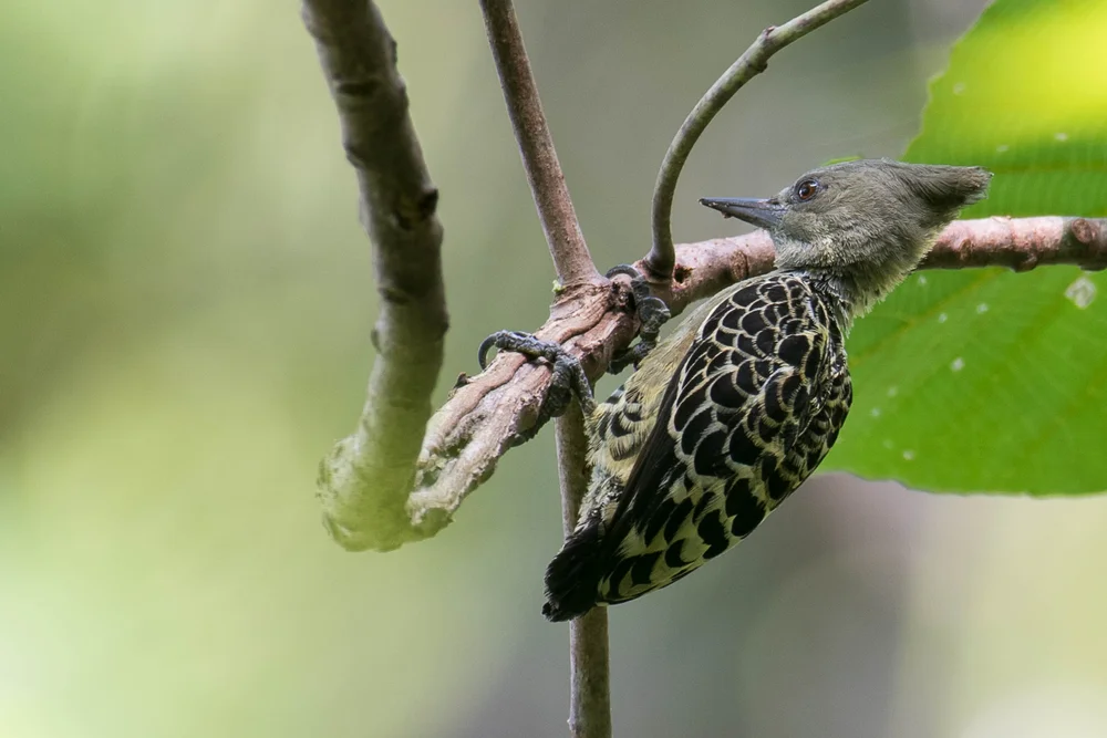 Schmutziger Kurzflügel (Hemicircus sordidus)