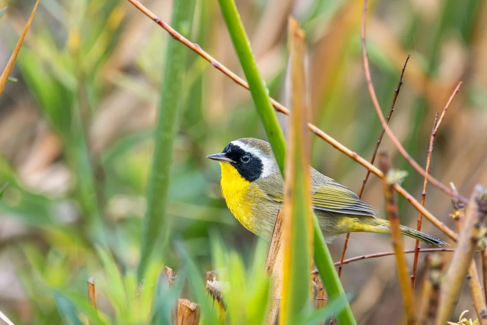 Schnabel-Waldsänger (Geothlypis rostrata)