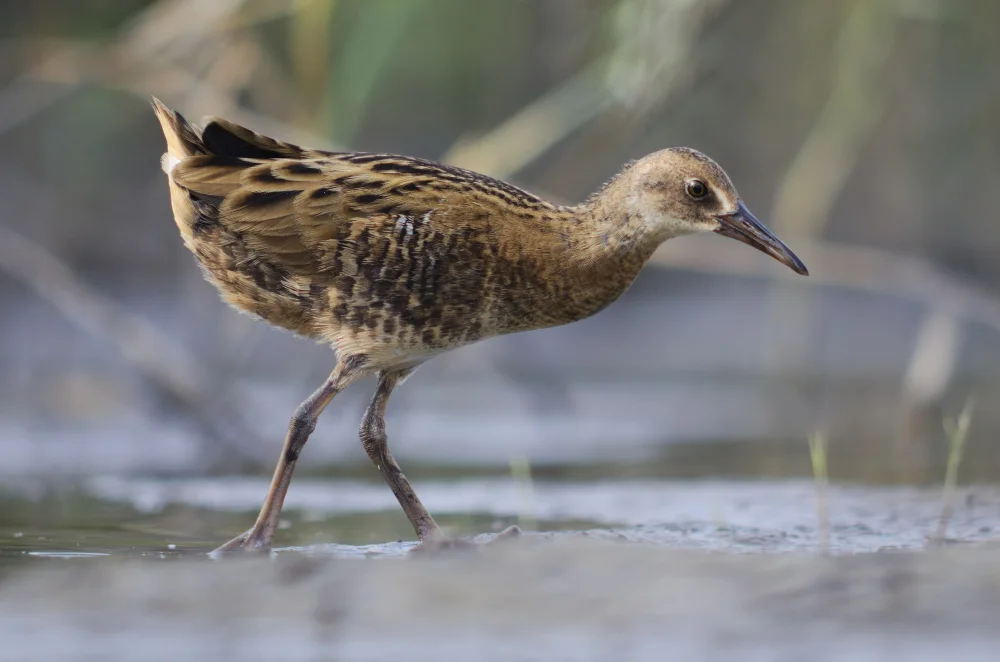 Schnabelralle (Rallus longirostris)