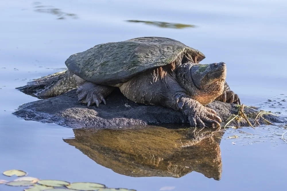 Large,Common,Snapping,Turtle,(chelydra,Serpentina),Basking,On,A,Rock