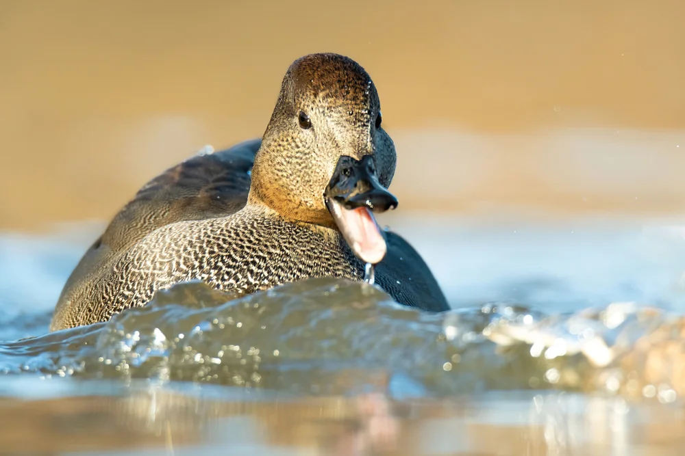 Gadwall,(mareca,Strepera),,With,The,Beautiful,Blue,Coloured,Water,Surface.