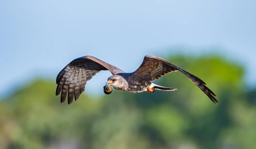 An,Endangered,Snail,Kite,Flies,Away,With,An,Apple,Snail.