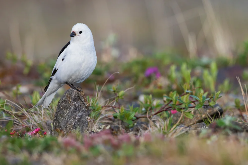 Snow,Bunting,,Arctic,Tundra,Habitat
