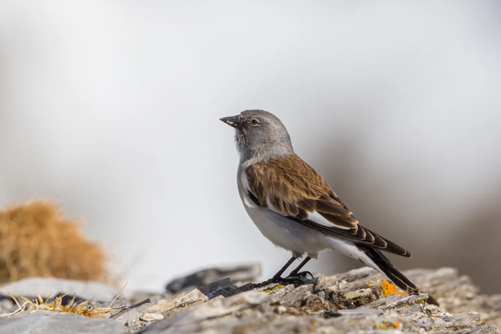 Schneefink (Montifringilla nivali)