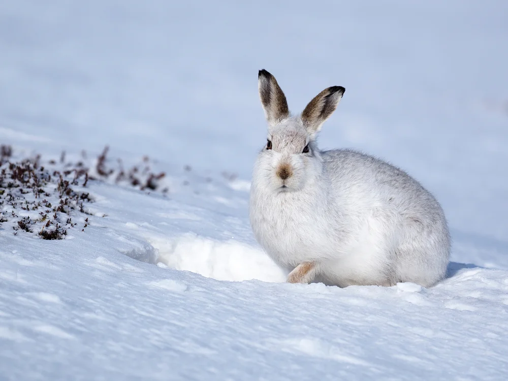 Mountain,Hare,,Lepus,Timidus,,Single,White,Hare,In,Snow,,Scotland,