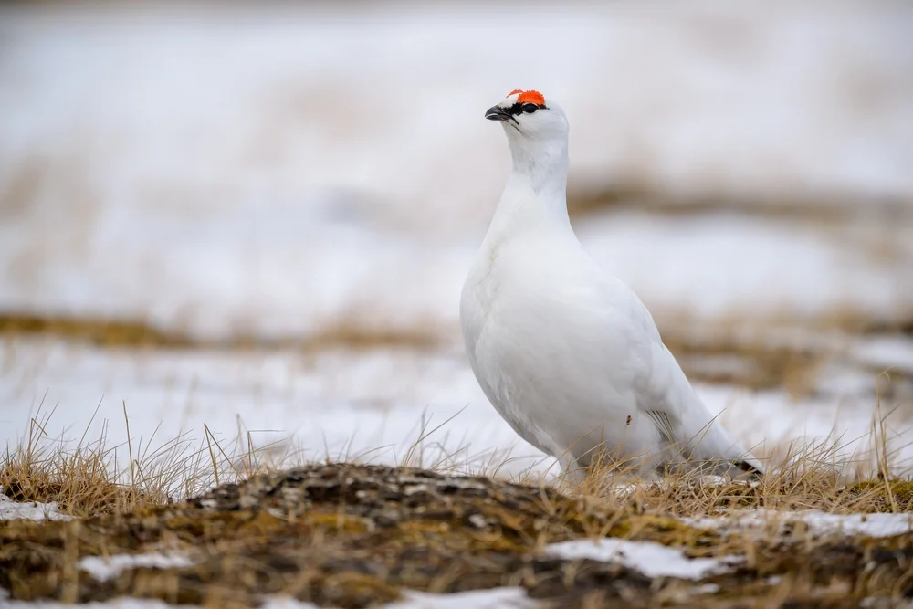 Schneehuhn (Lagopus muta)