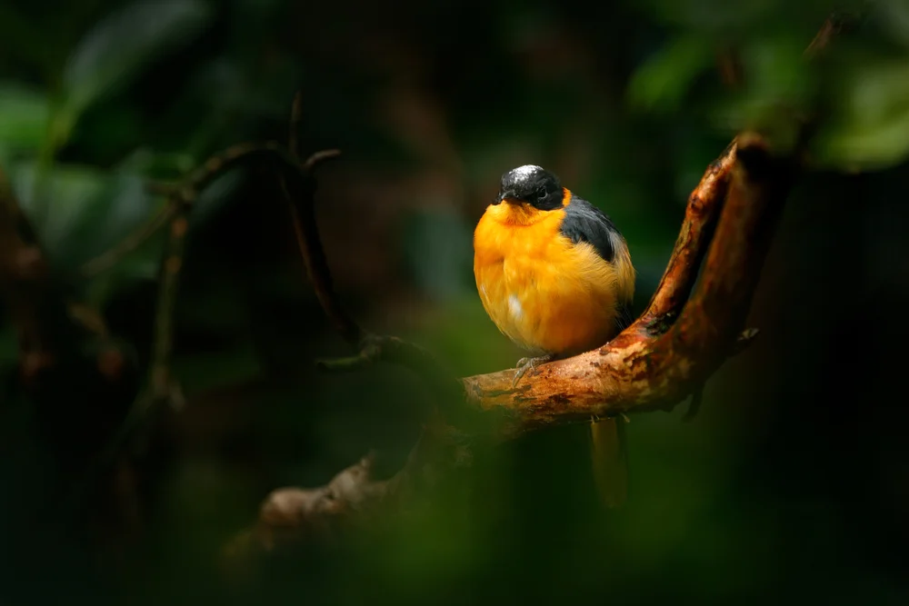 Schneekopf-Robin (Cossypha niveicapilla)