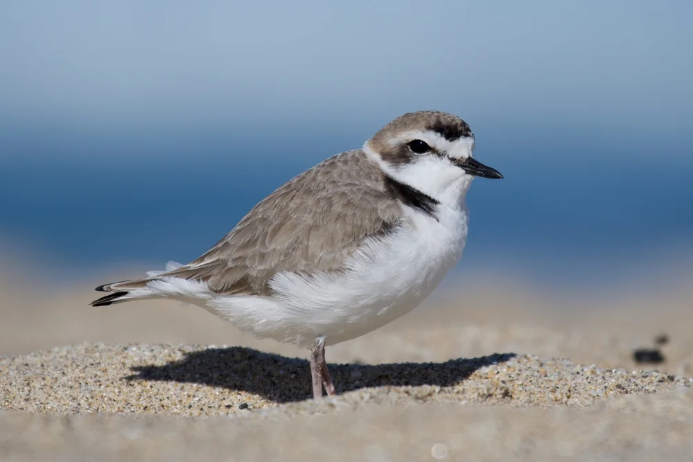 Schneeregenpfeifer (Charadrius nivosus)