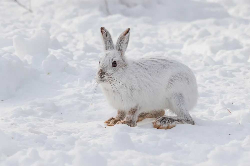Snowshoe,Hare,With,Brown,Feet,In,The,Snow,In,Winter