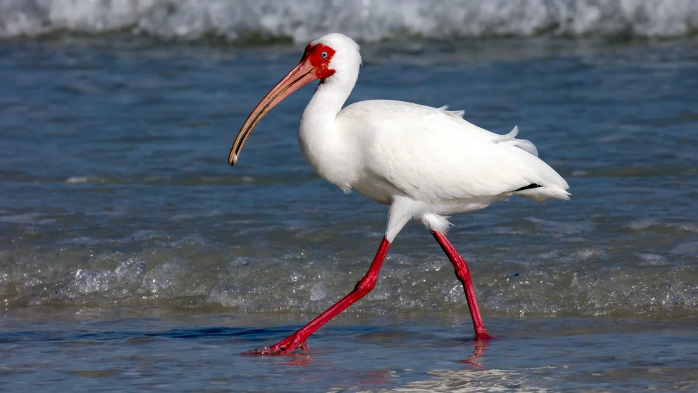 White,Ibise,(eudocimus,Albus),From,Site,,Catched,A,Crap,,Sanibel