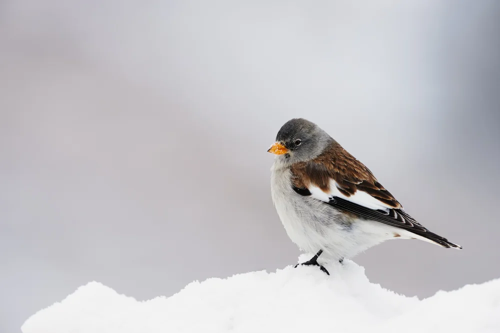 White,Winged,Snow,Finch,Photographed,In,Winter,On,Snow