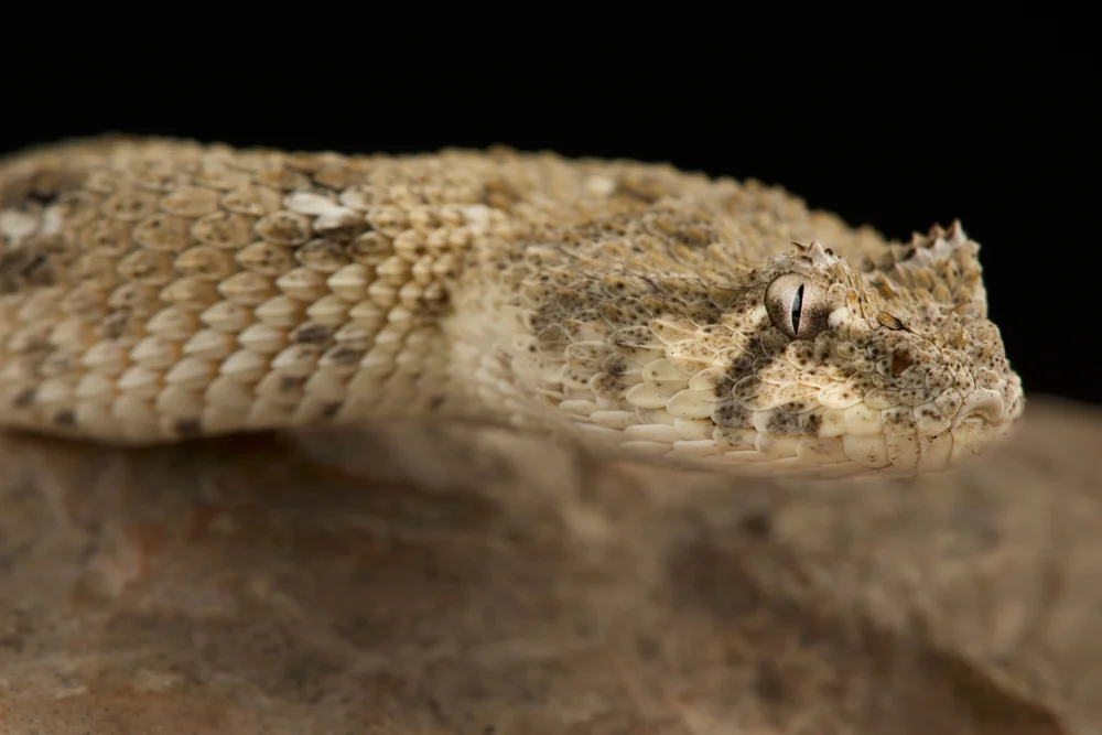 Schneiders Viper (Bitis schneideri)