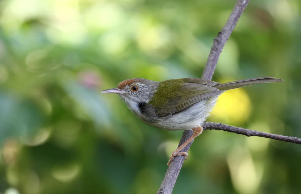 Schneidervogel (Orthotomus sutorius)