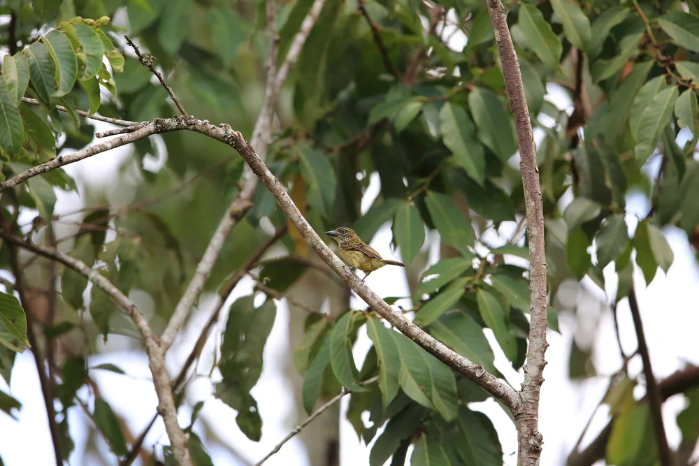 Schnepfen-Bartvogel (Pogoniulus scolopaceus)