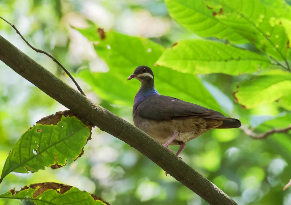 Schnurrbart-Fruchttaube (Geotrygon mystacea)