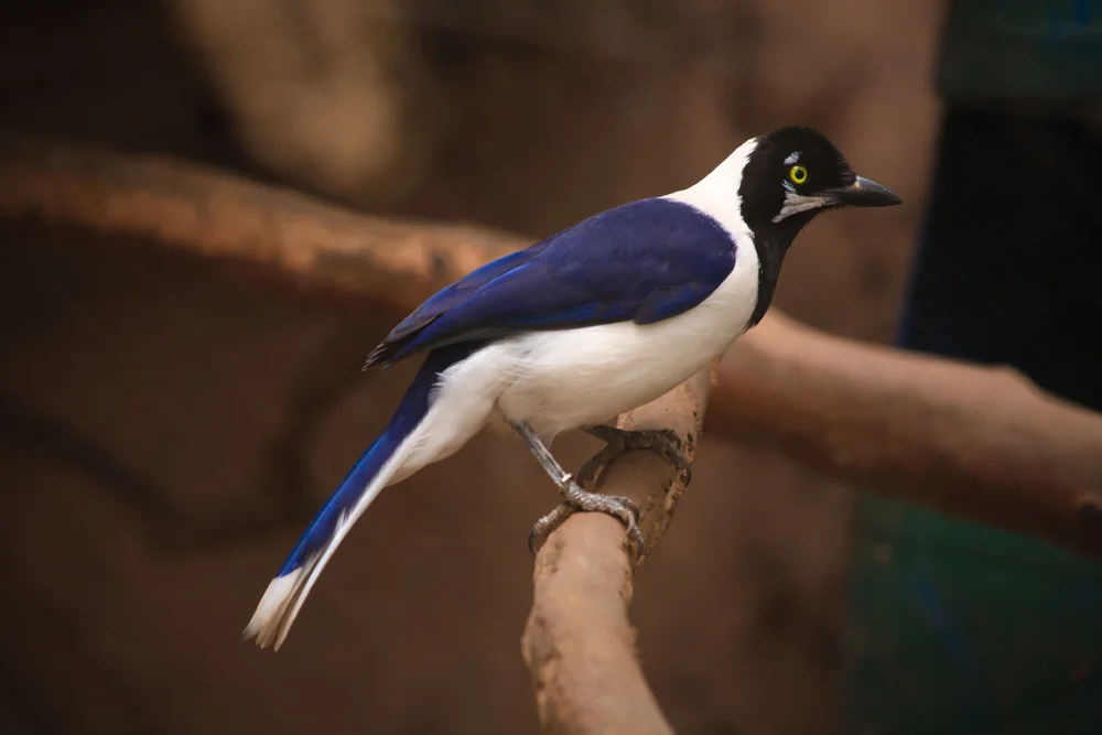 Schnurrbart-Gaiskönig (Cyanocorax mystacalis)