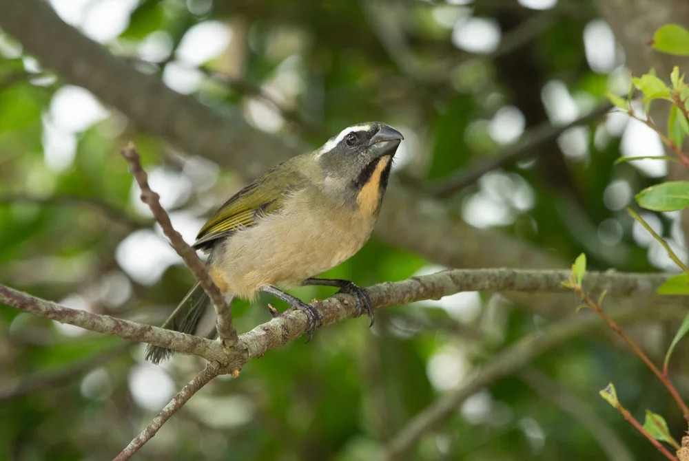 Schnurrbartsamenknacker (Saltator grossus)