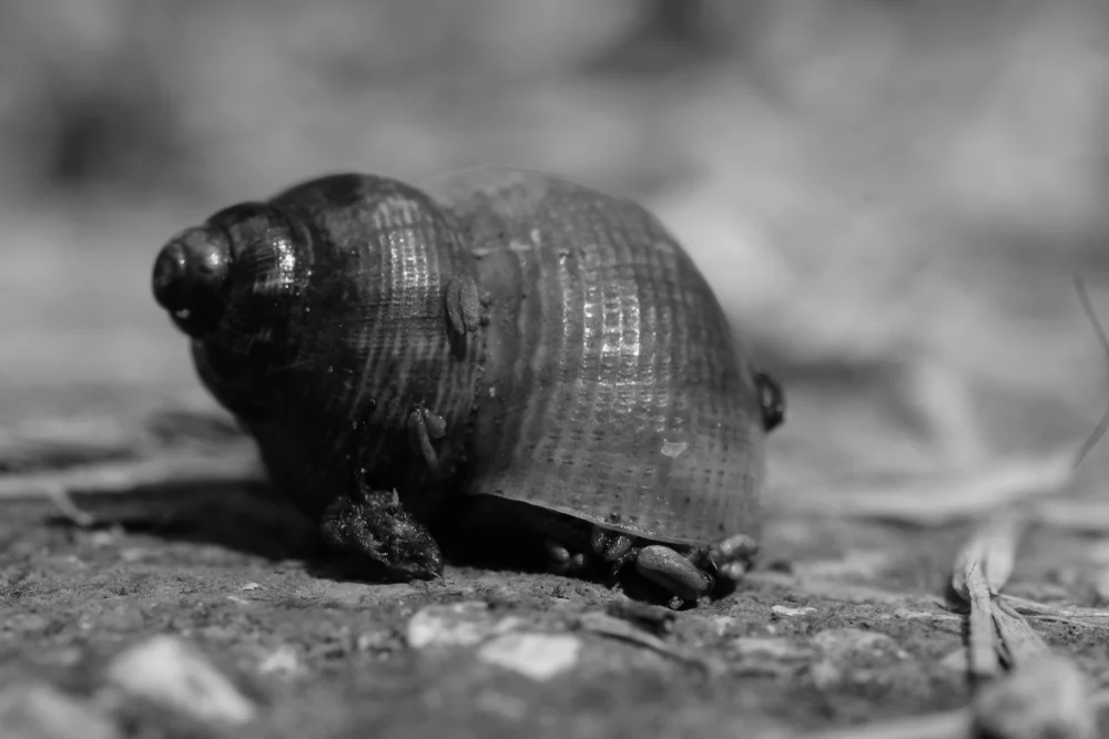 Land,Winkle,,Pomatias,Elegans,,Macro,Photo,,Champagne-ardenne,,French