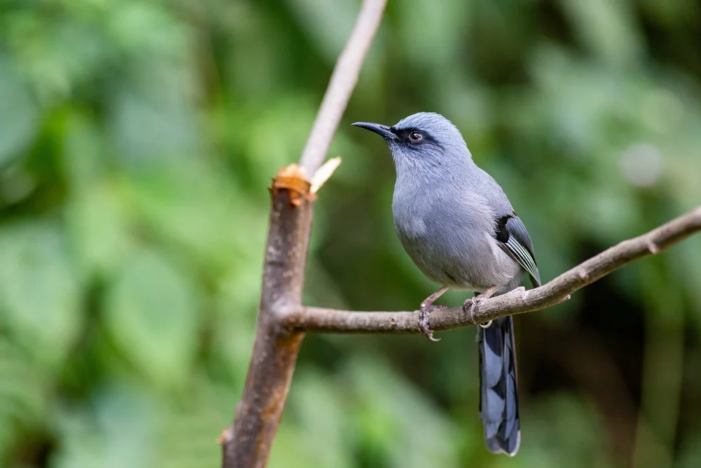 Schöner Fasanenkopf (Heterophasia pulchella)