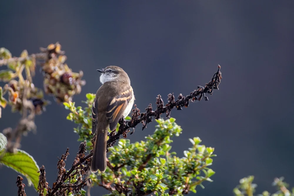Schöner Tyrann (Ochthoeca pulchella)