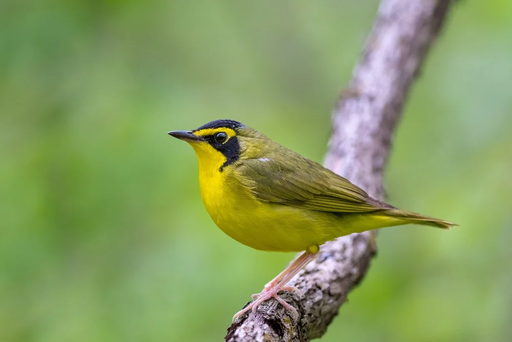 Schöner Waldsänger (Geothlypis formosa)