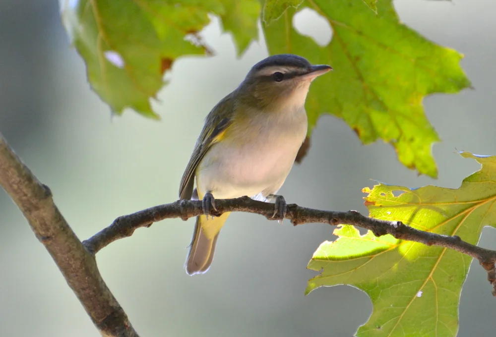 Schönpiest (Vireo osburni)