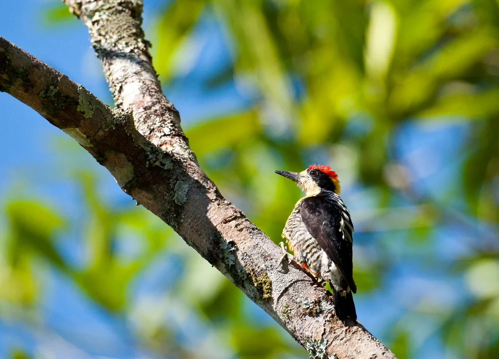 Schönspecht (Melanerpes pulcher)