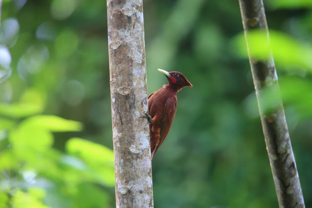 Schokoladenspecht (Celeus elegans)