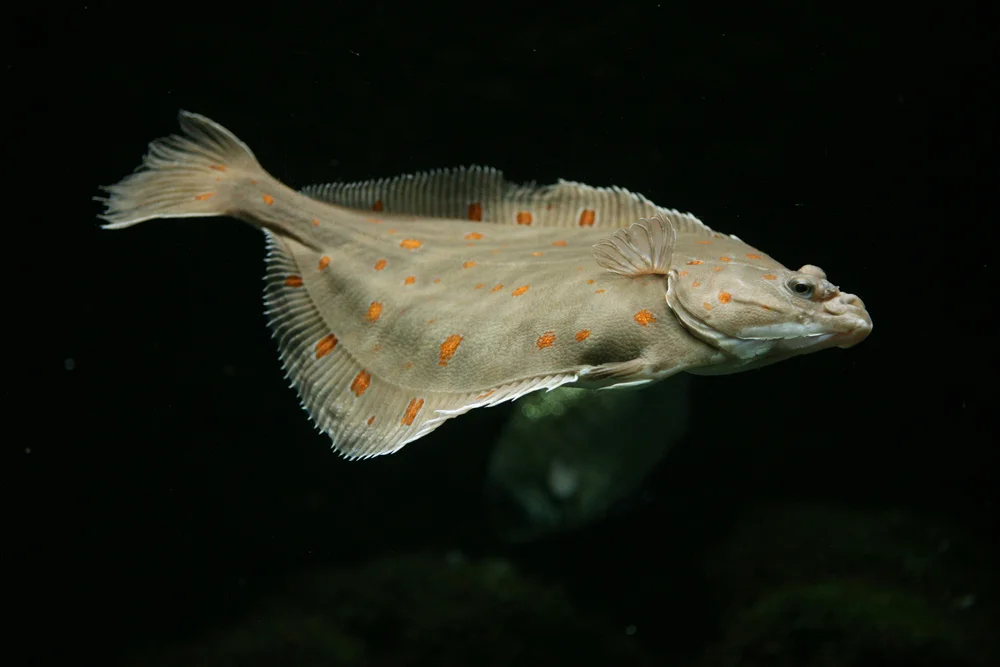 European,Plaice,Fish,(pleuronectes,Platessa).